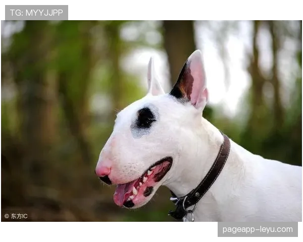 小罗退役后还在夜店蹦迪,豪宅里养着三只斗牛犬和一辆布加迪 小罗退役后还在夜店蹦迪,豪宅里养着三只斗牛犬和一辆布加迪