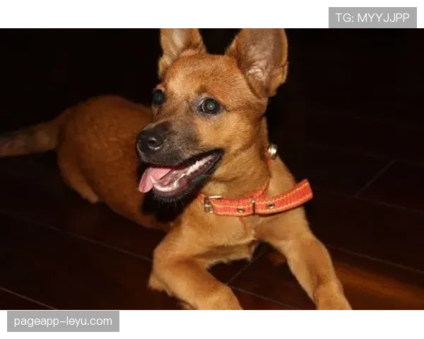 常园家的狗都比我会花钱